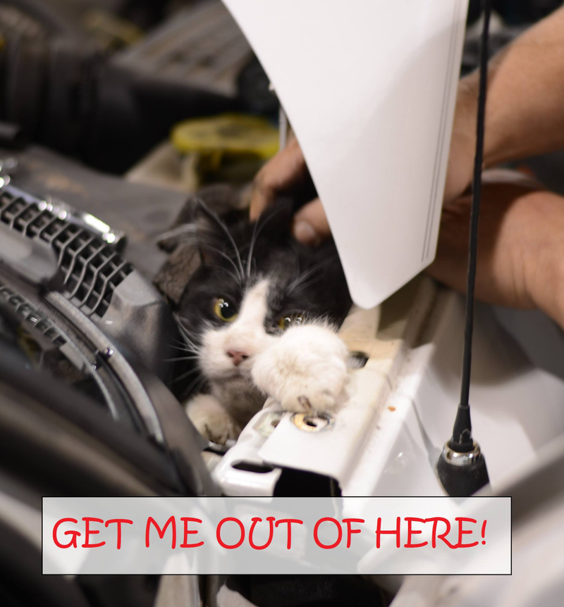 Illustration for article titled The Harrowing Rescue Of A Cute Kitty Trapped In A Truck's Engine Bay